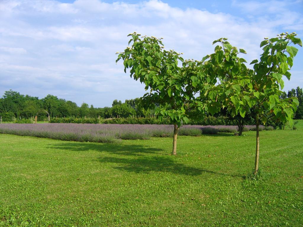Agriturismo Domus Magna Povoletto Exteriör bild